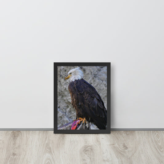 Bald Eagle Framed poster
