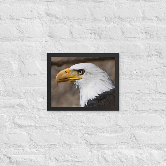 bald eagle framed poster