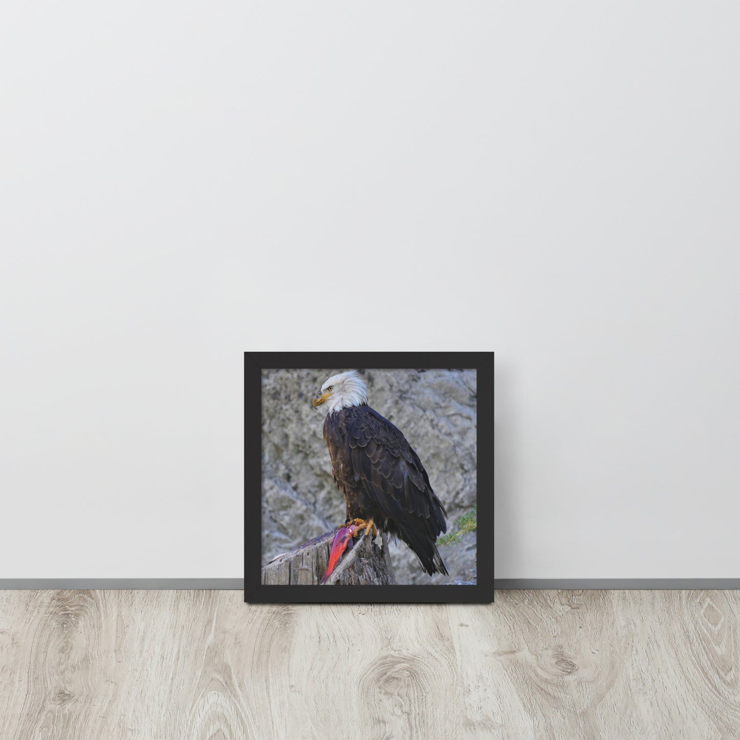 Bald Eagle Framed poster