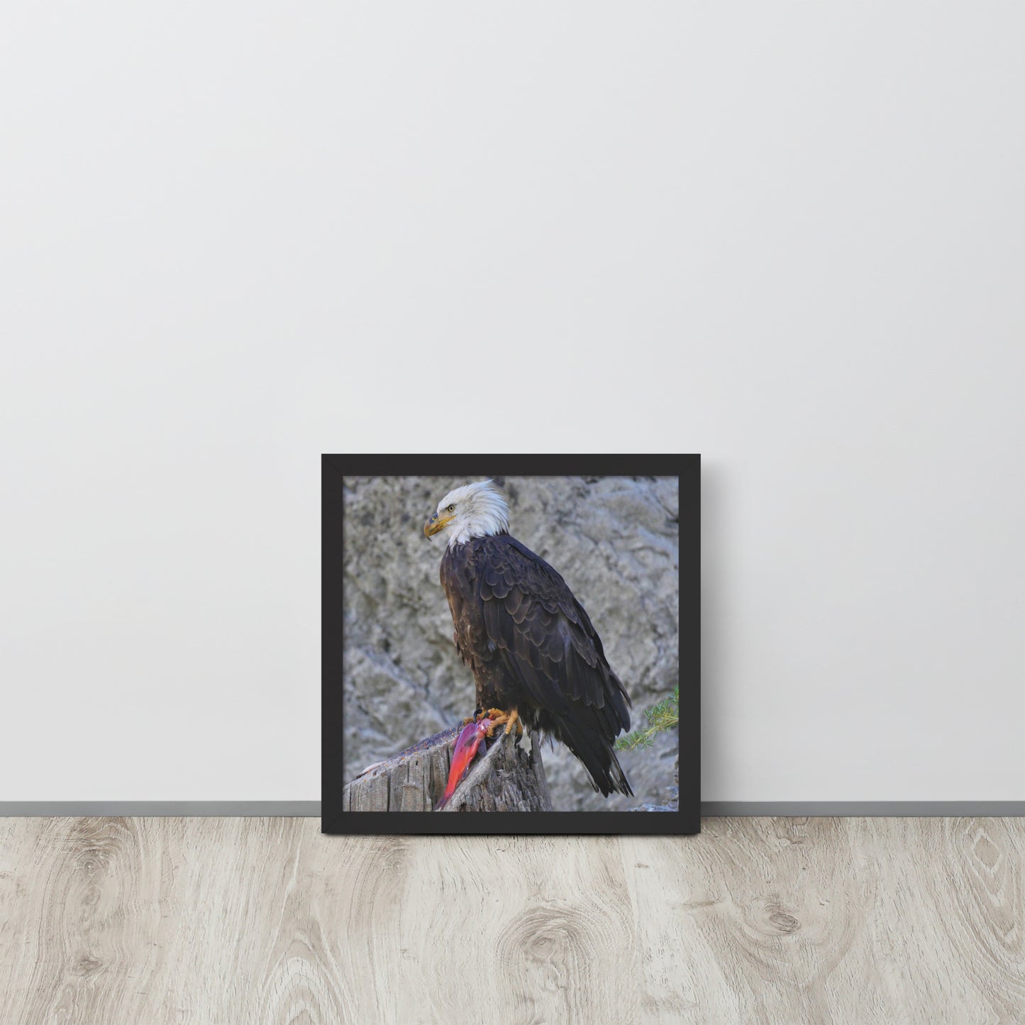 Bald Eagle Framed poster