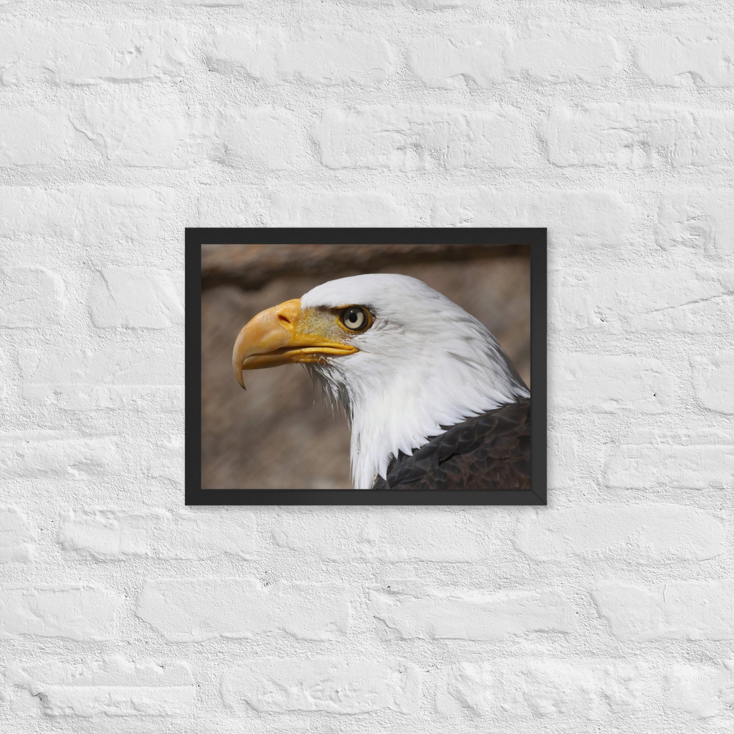 bald eagle framed poster