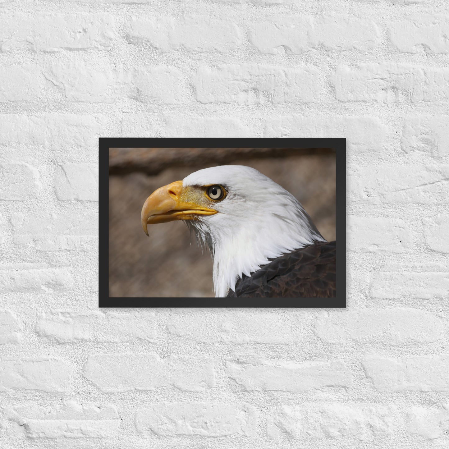 bald eagle framed poster