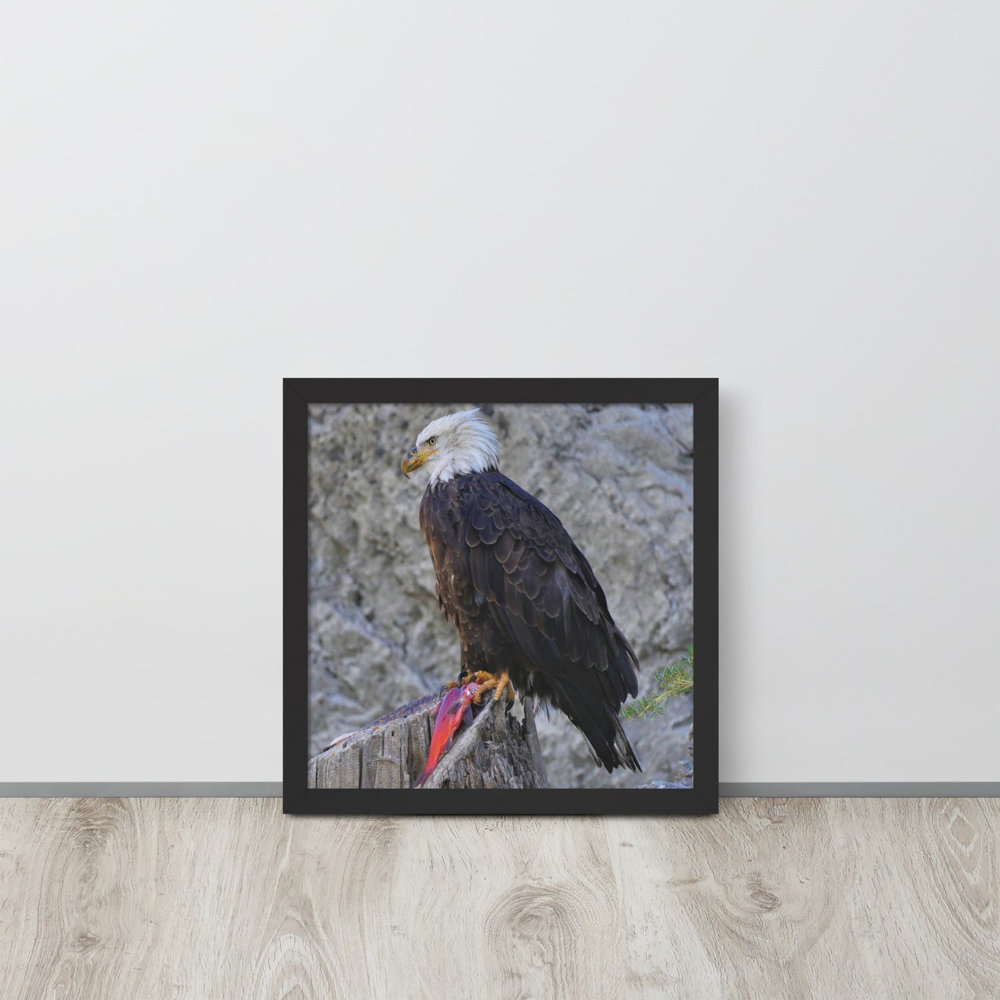 Bald Eagle Framed poster