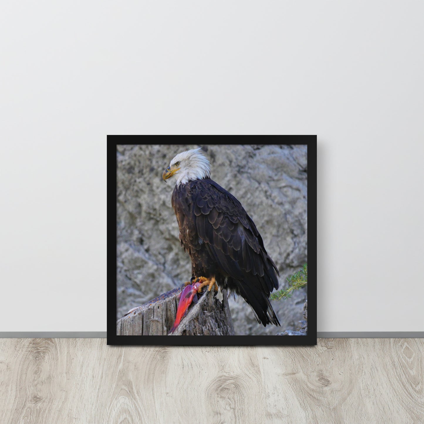 Bald Eagle Framed poster