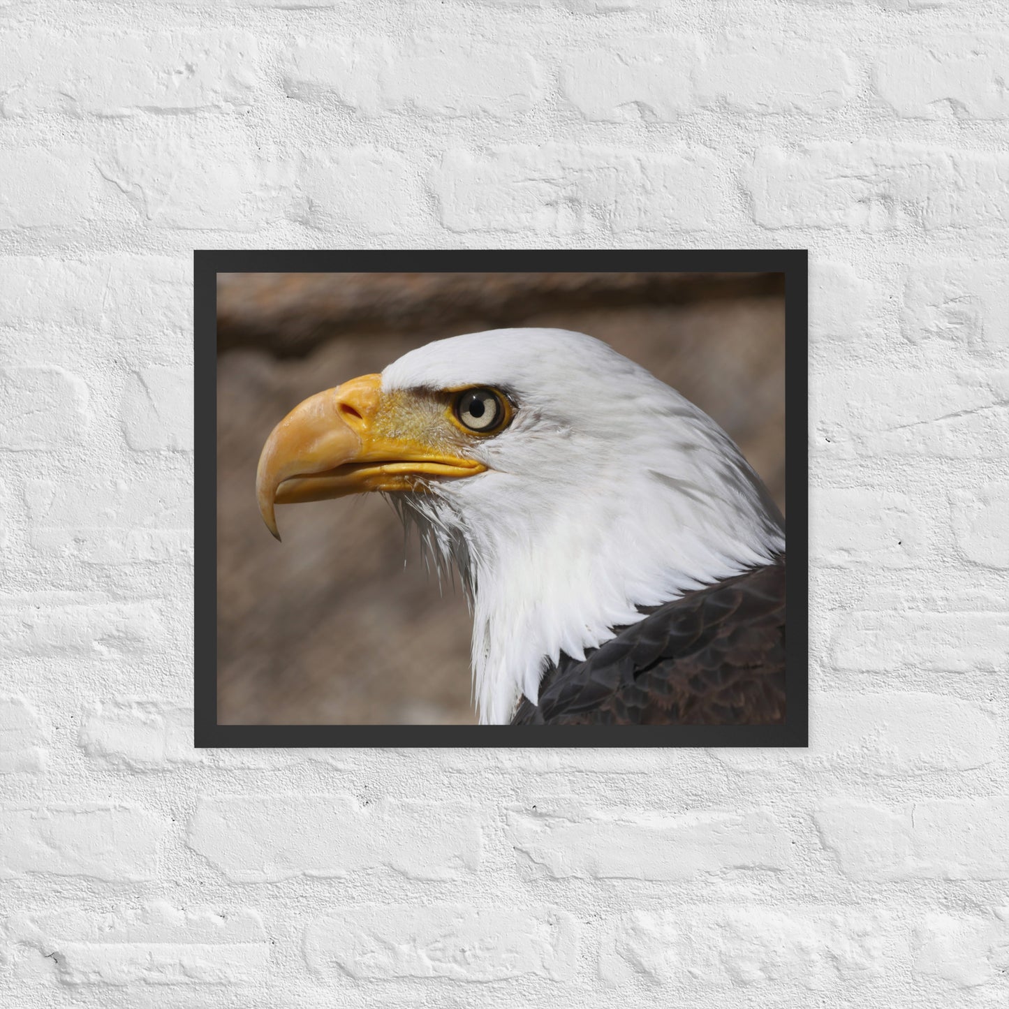 bald eagle framed poster