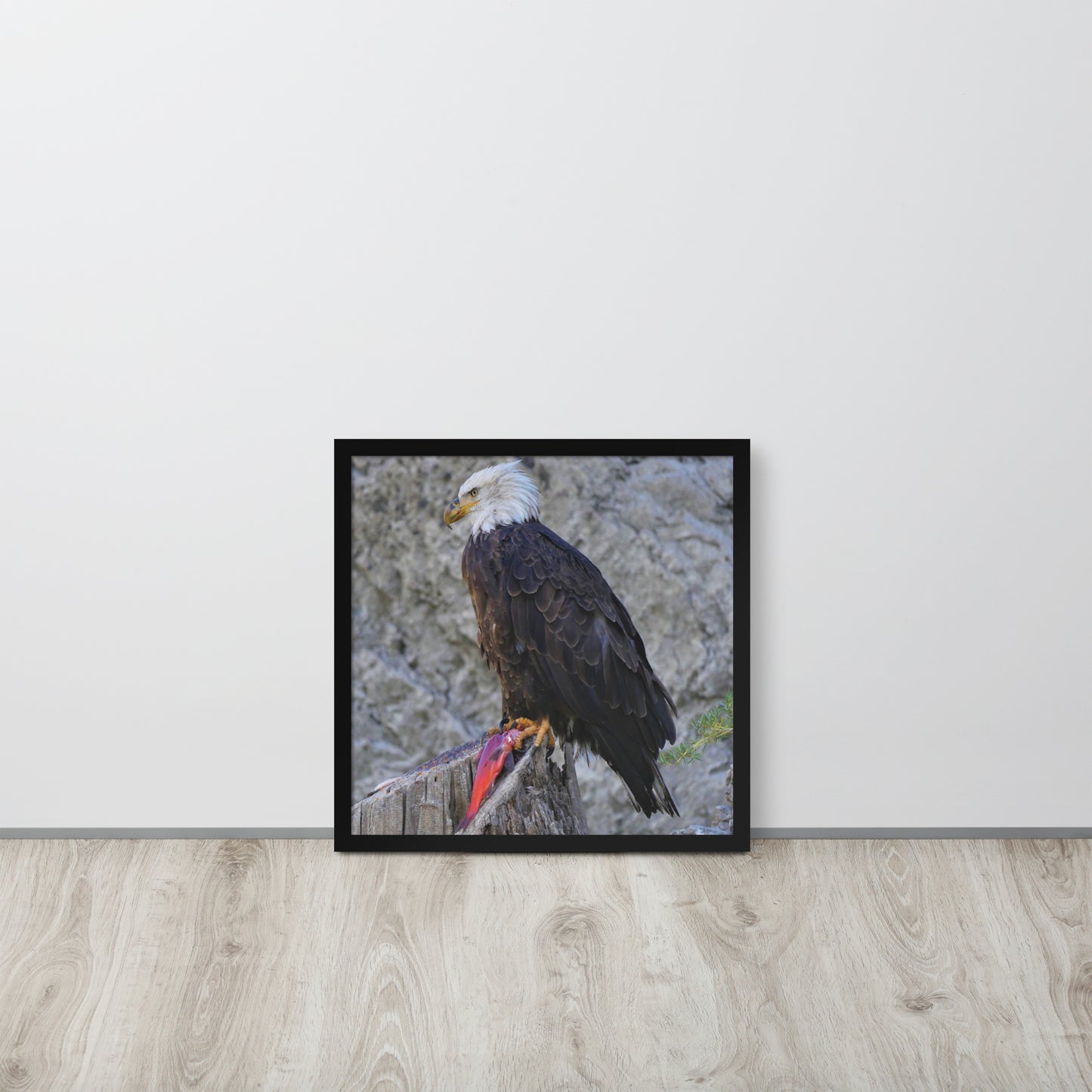 Bald Eagle Framed poster