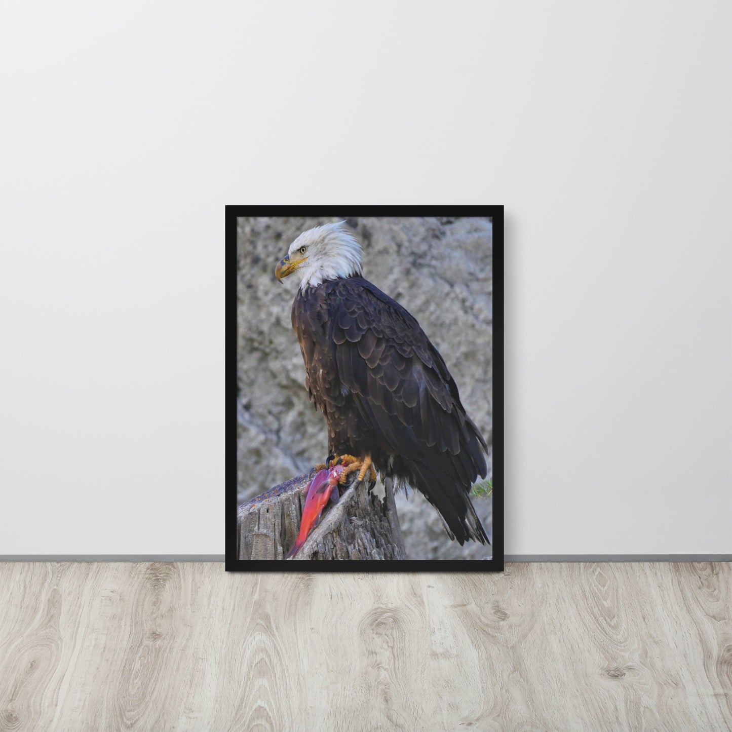 Bald Eagle Framed poster