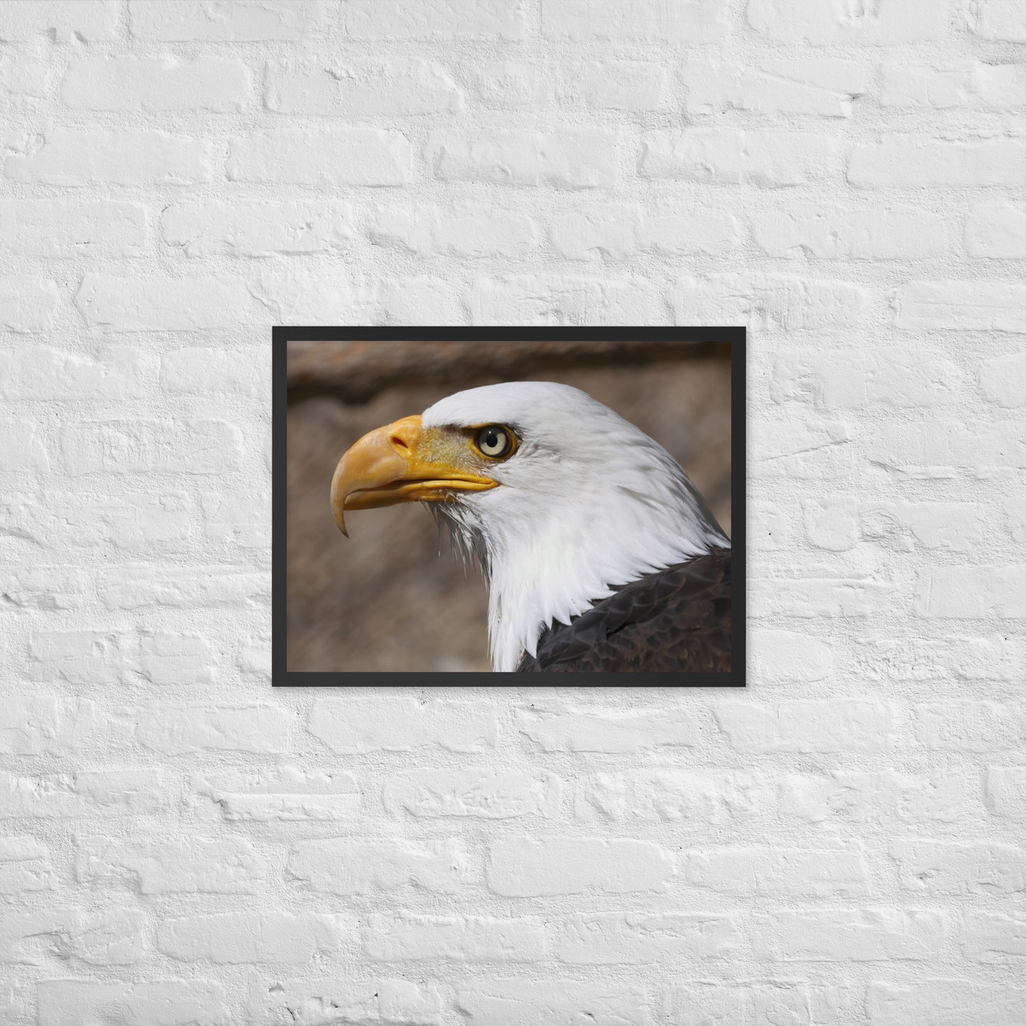 bald eagle framed poster