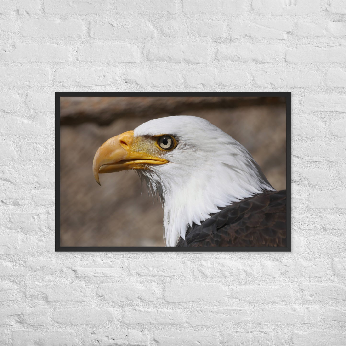 bald eagle framed poster