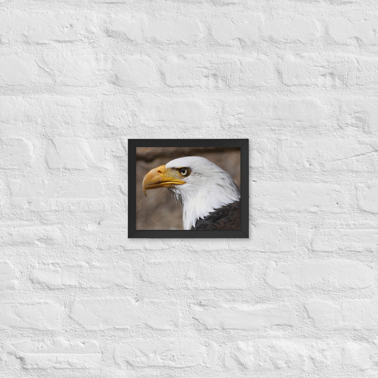 bald eagle framed poster
