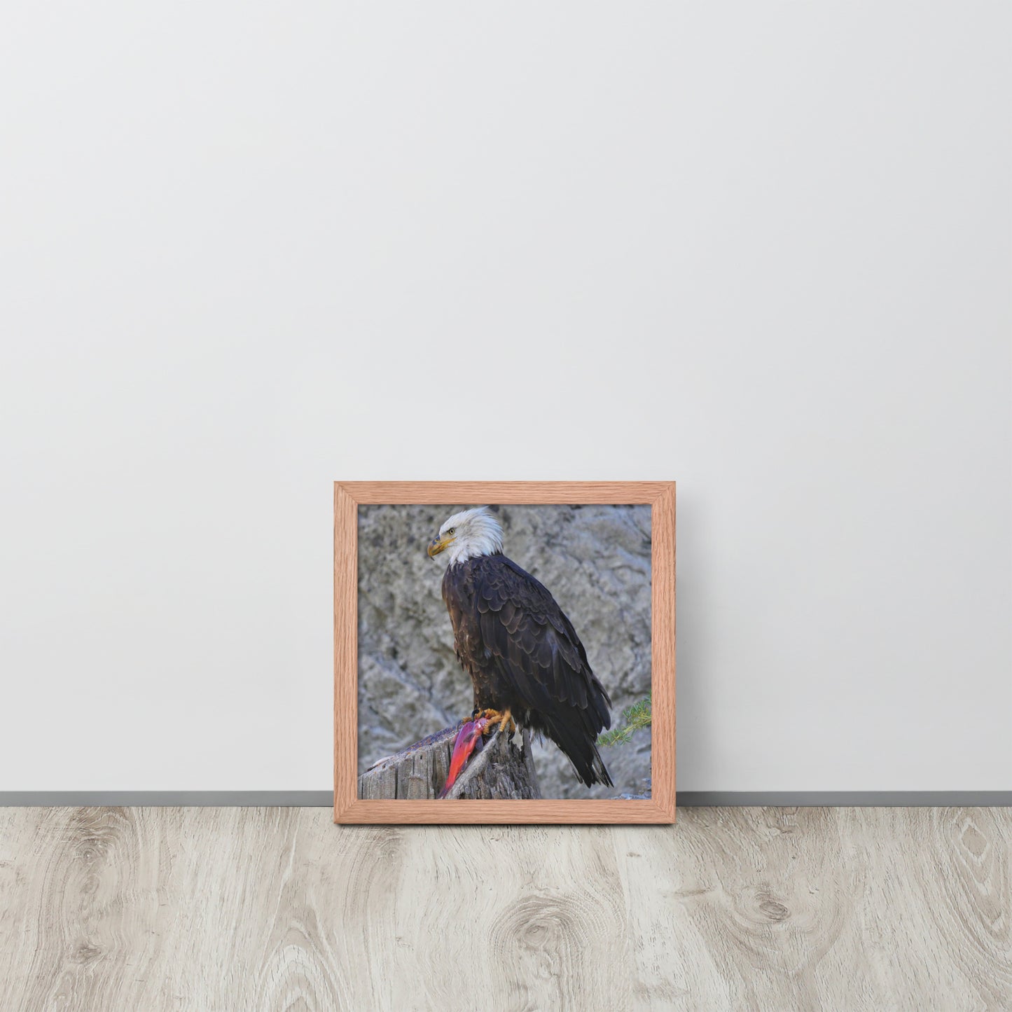 Bald Eagle Framed poster