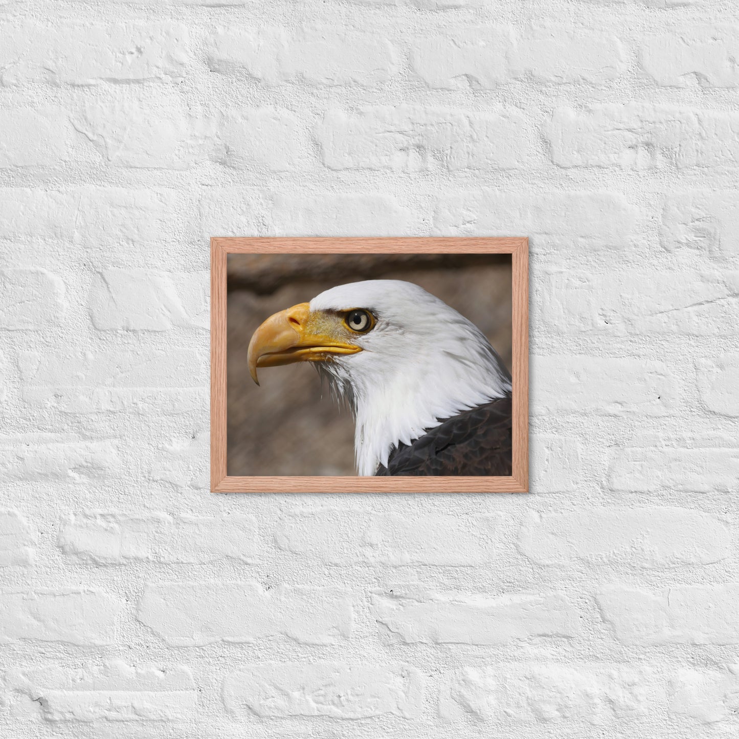 bald eagle framed poster