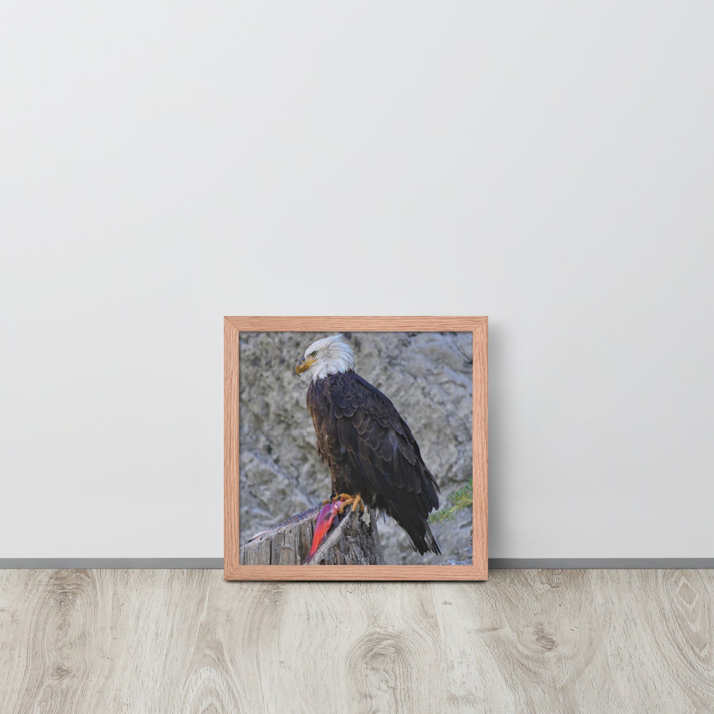 Bald Eagle Framed poster