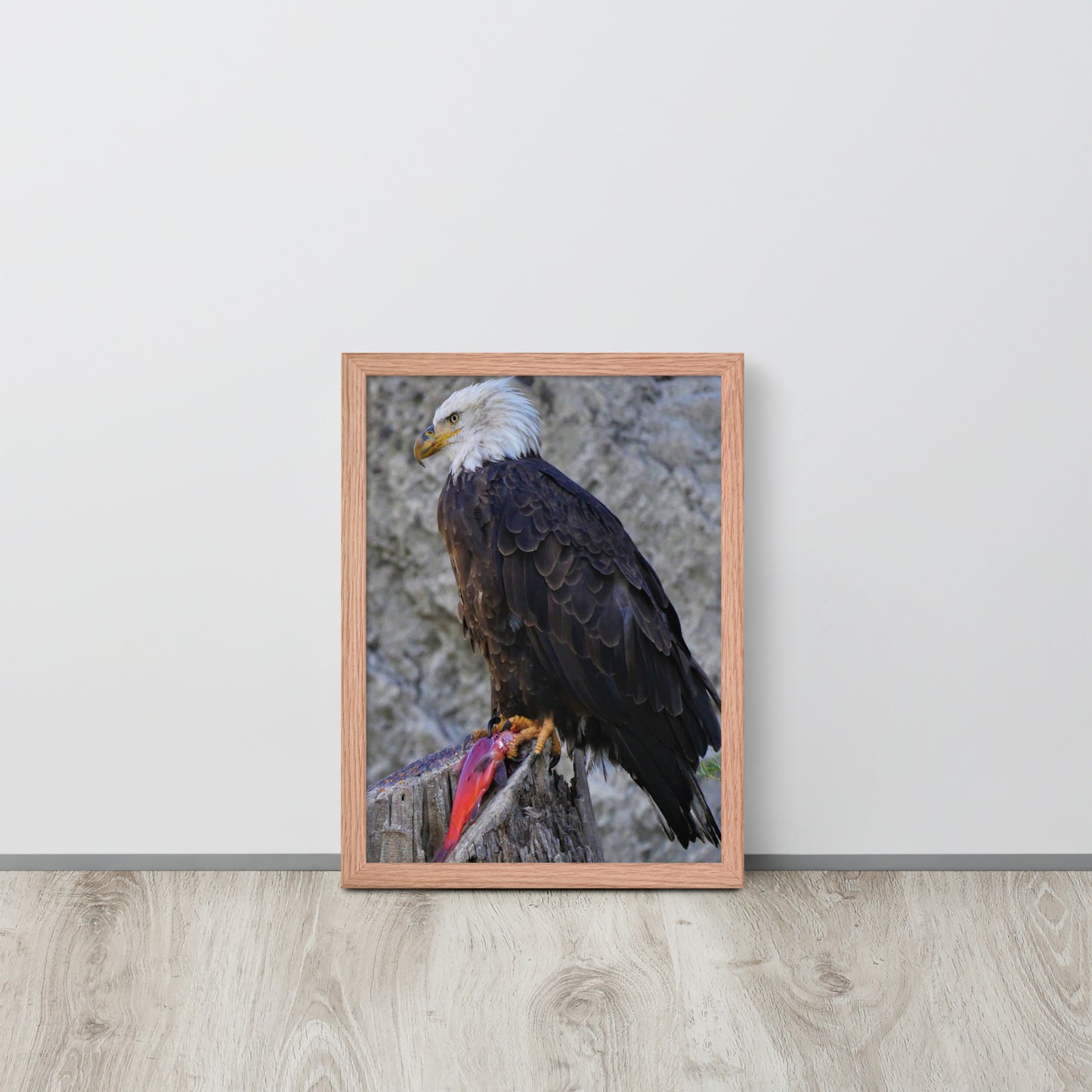 Bald Eagle Framed poster