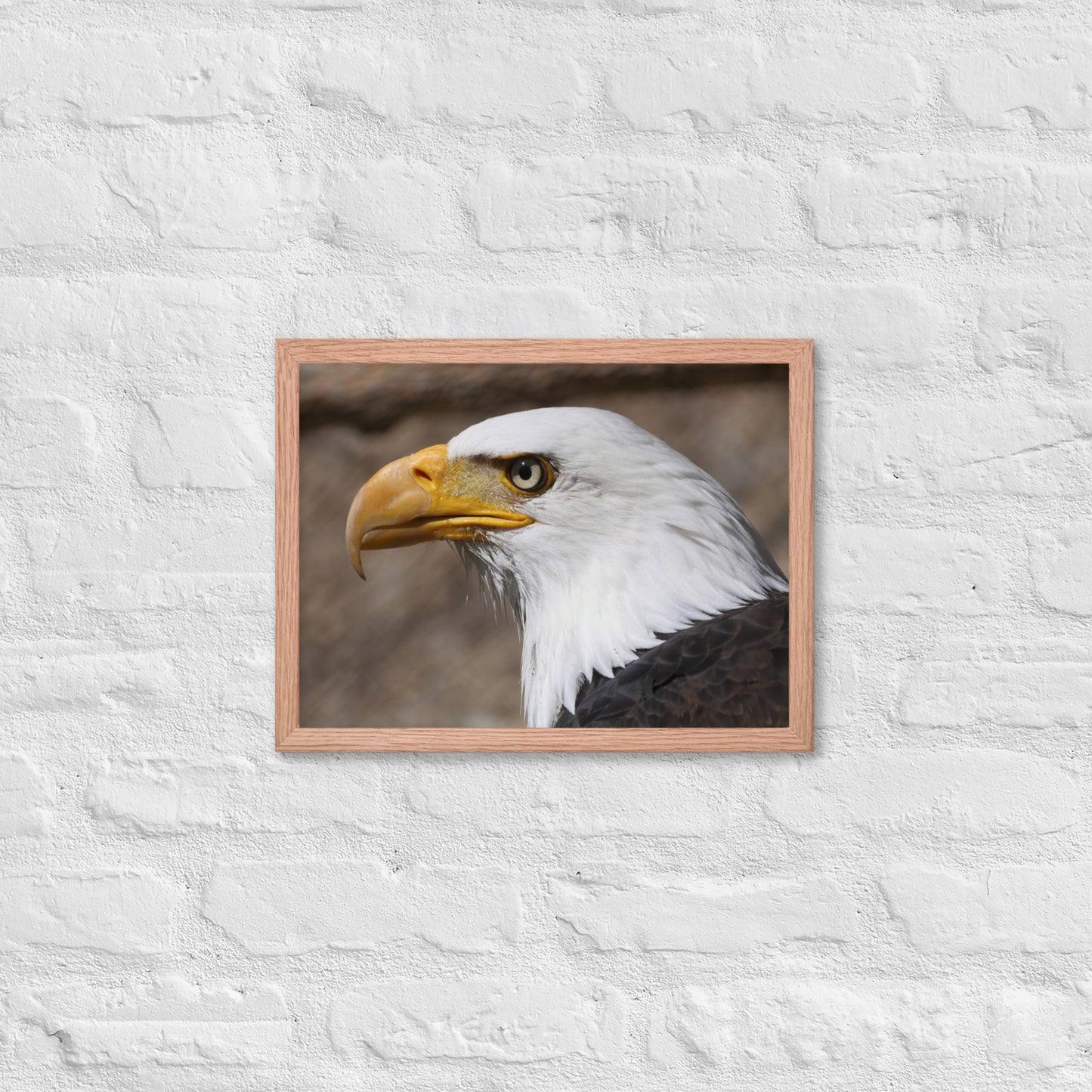 bald eagle framed poster