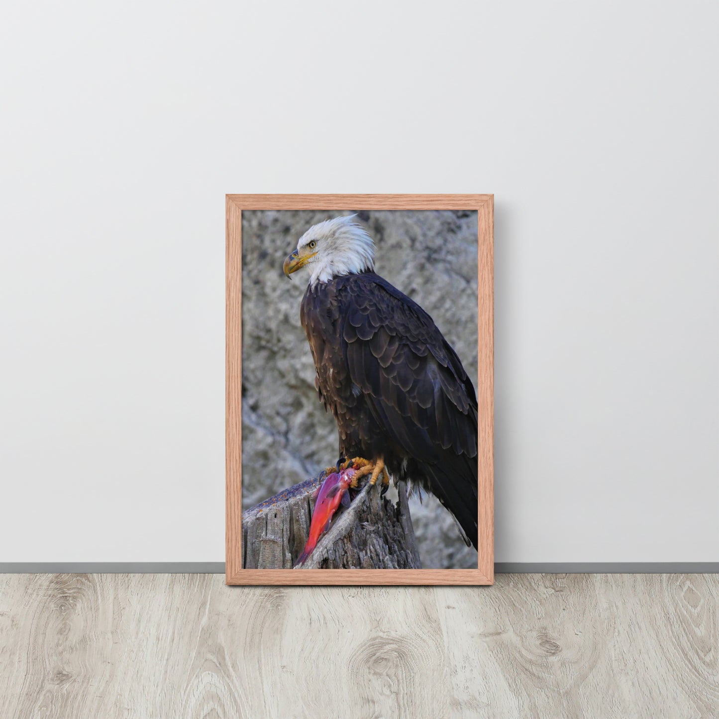 Bald Eagle Framed poster