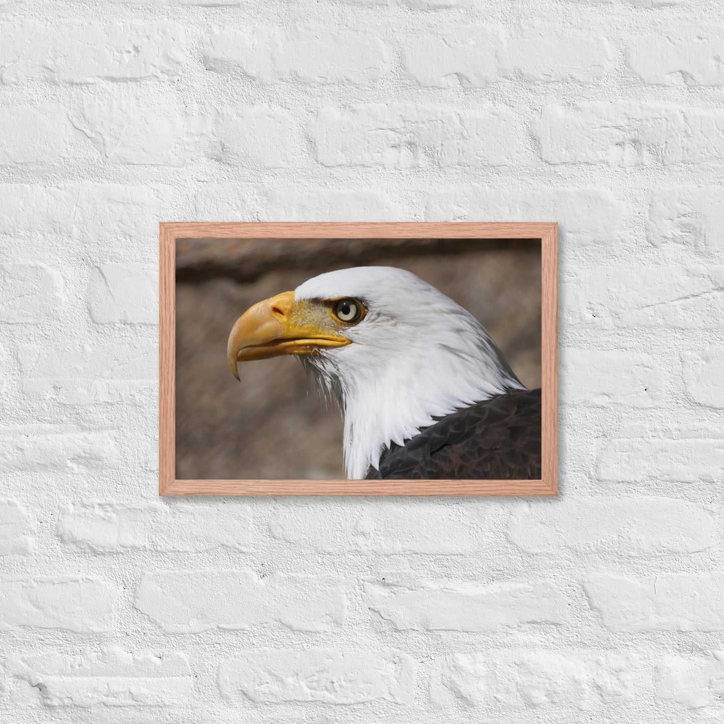 bald eagle framed poster