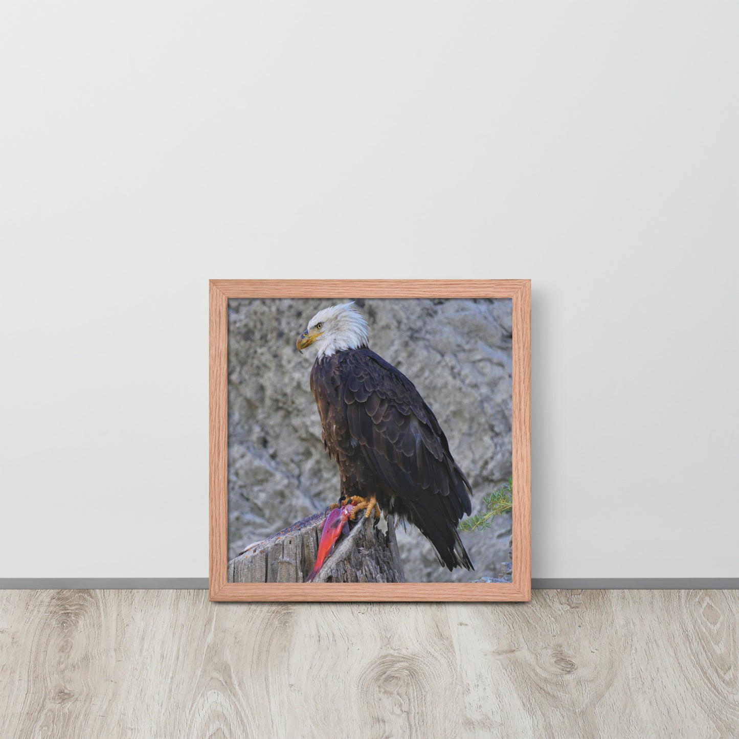Bald Eagle Framed poster