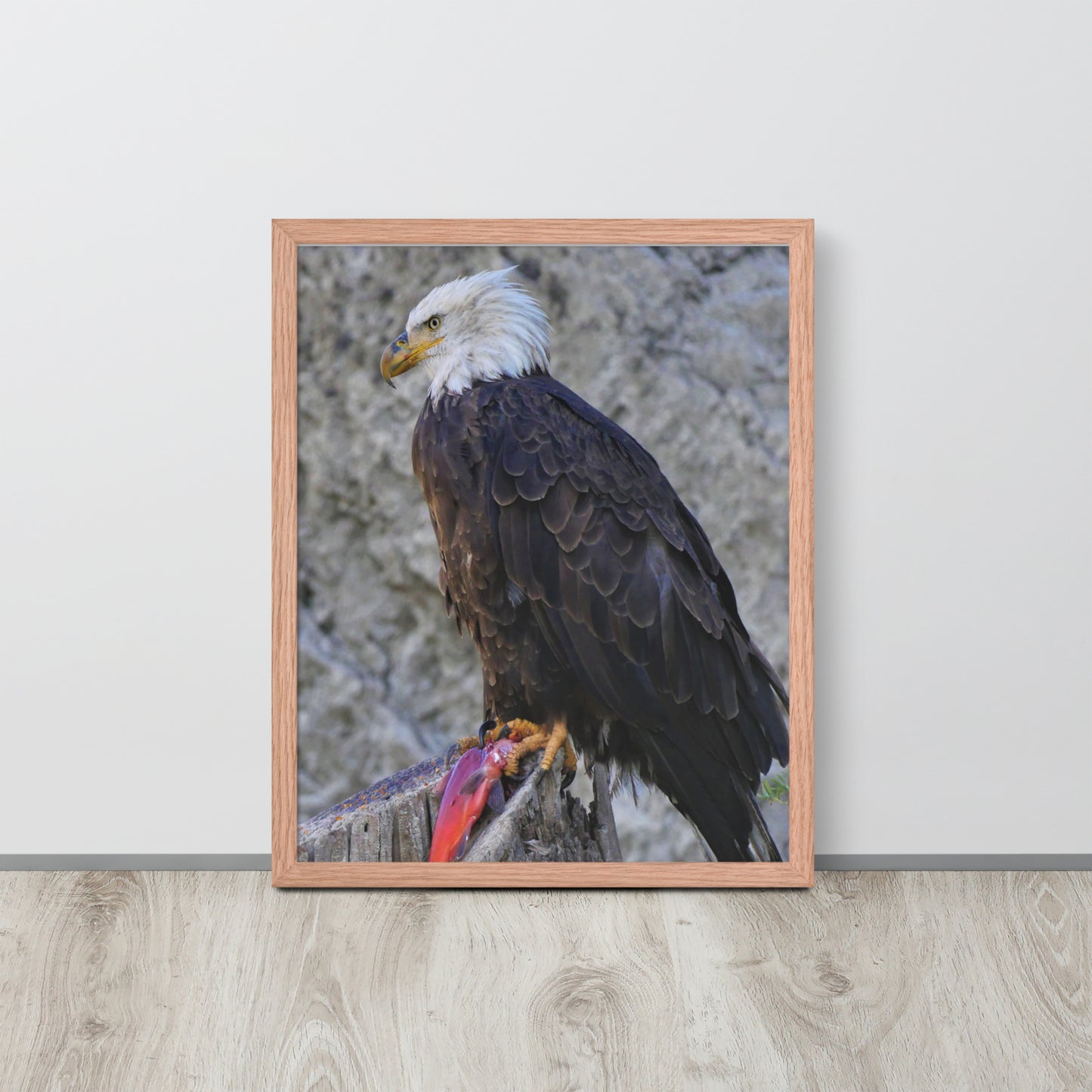 Bald Eagle Framed poster
