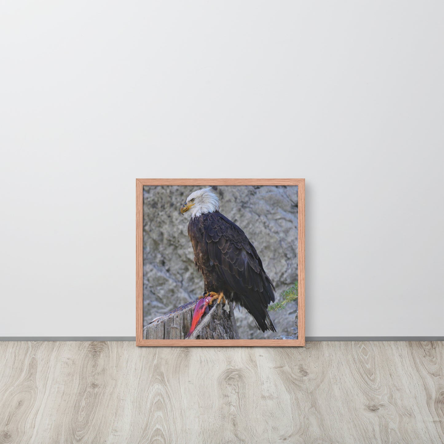 Bald Eagle Framed poster