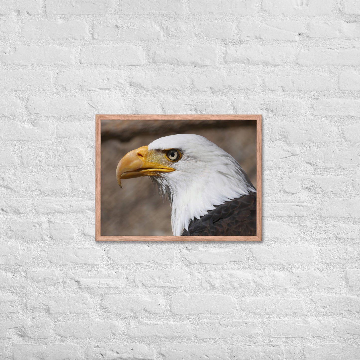 bald eagle framed poster