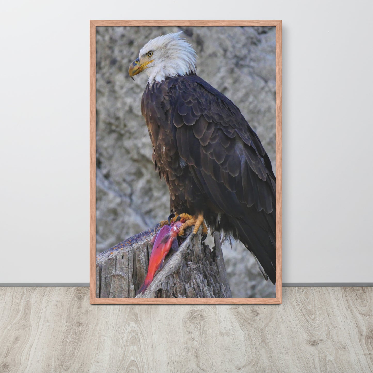 Bald Eagle Framed poster