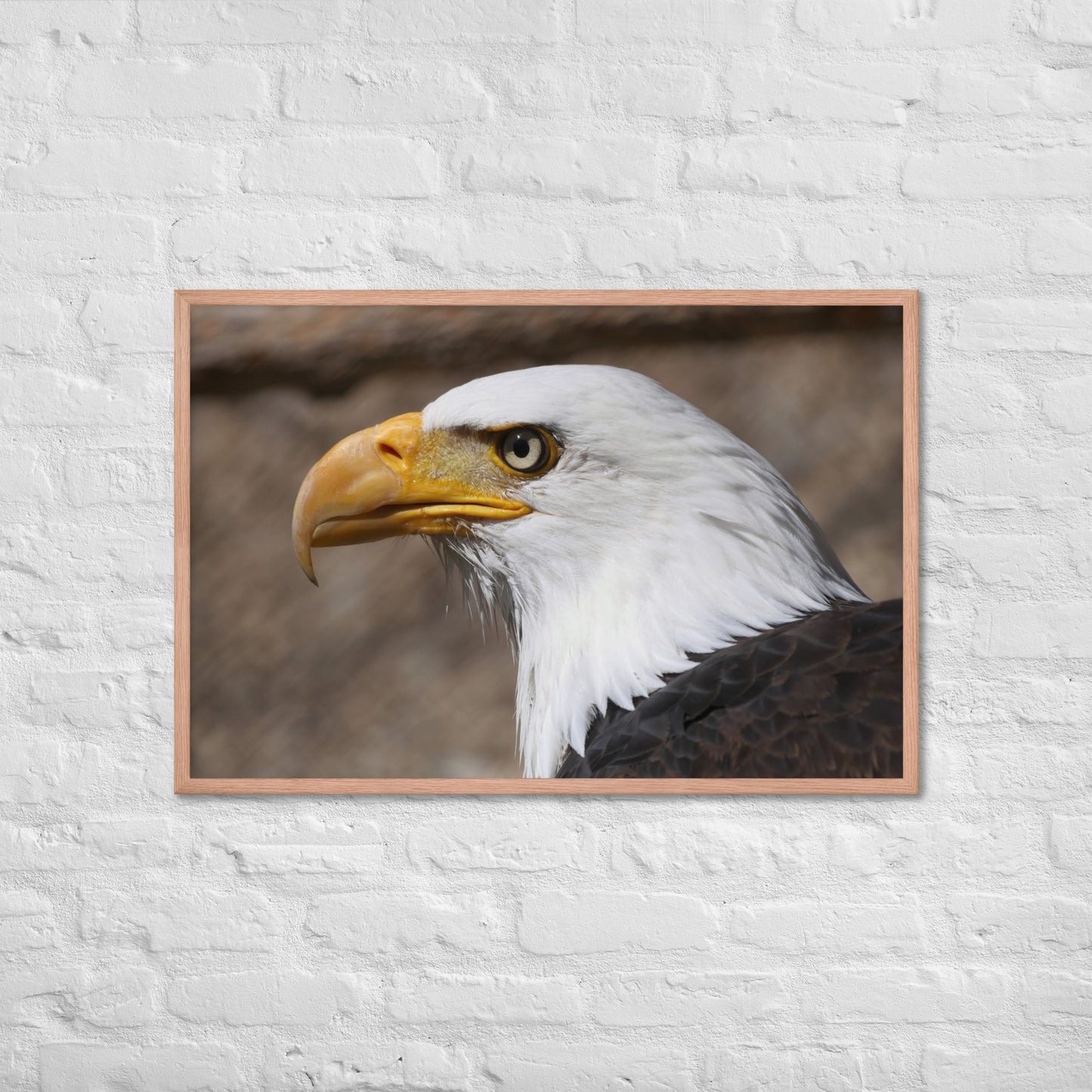 bald eagle framed poster
