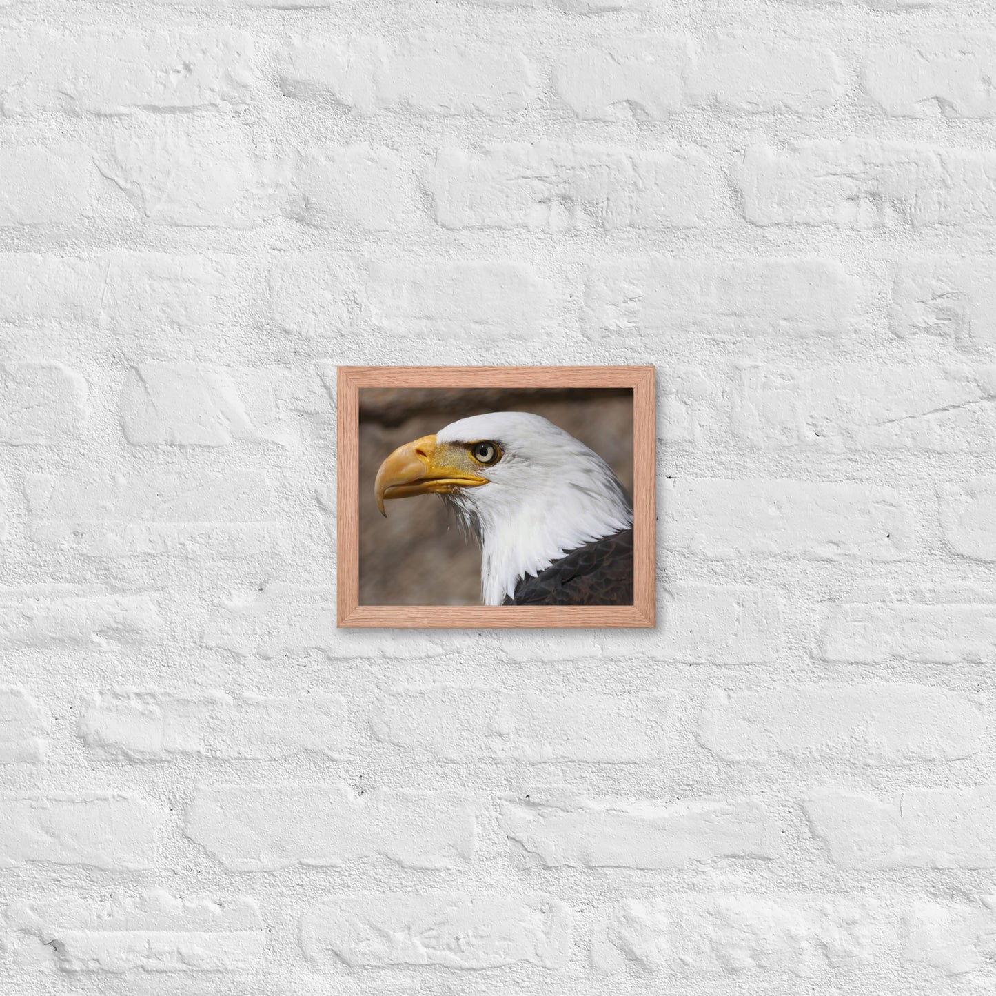 bald eagle framed poster