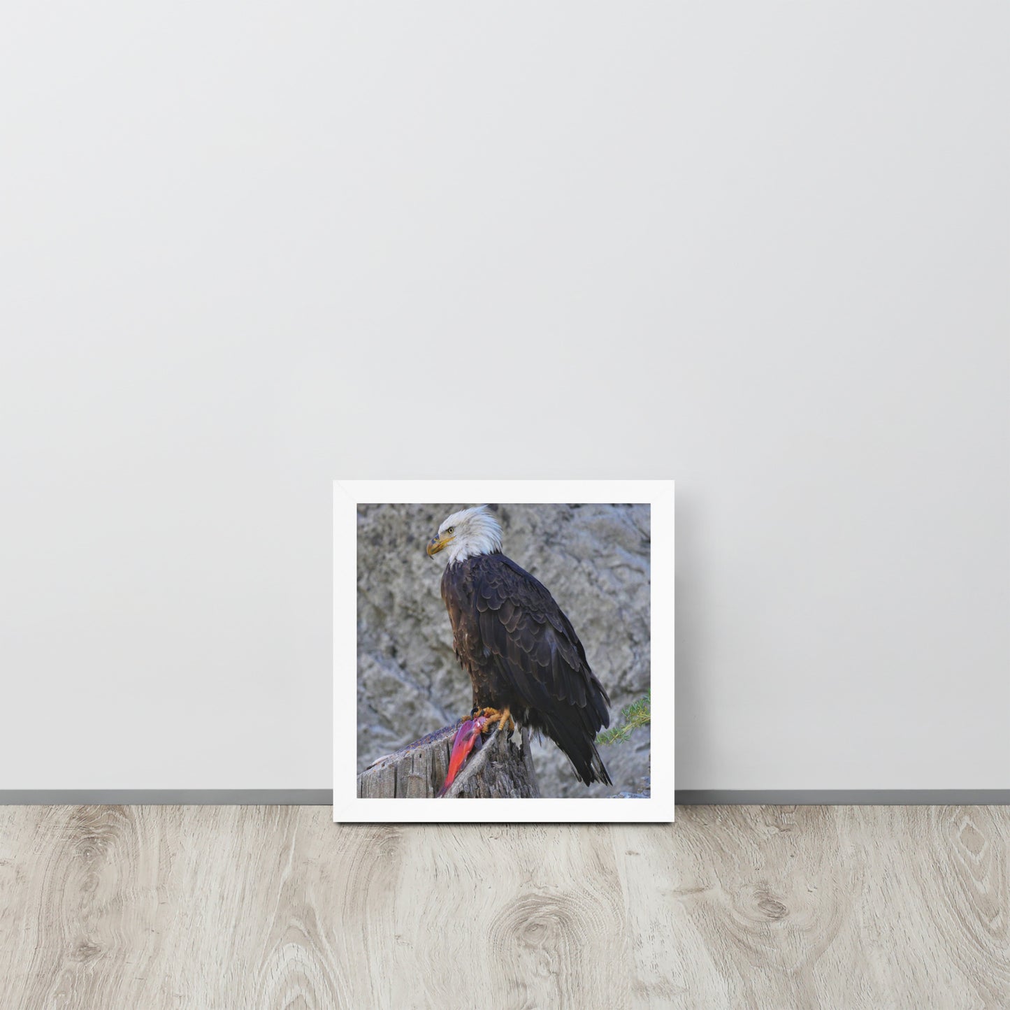 Bald Eagle Framed poster