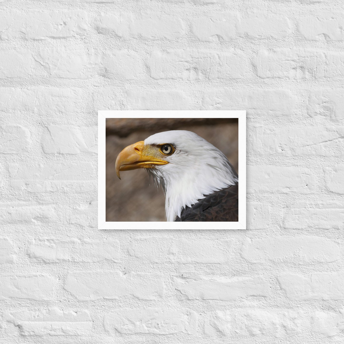bald eagle framed poster
