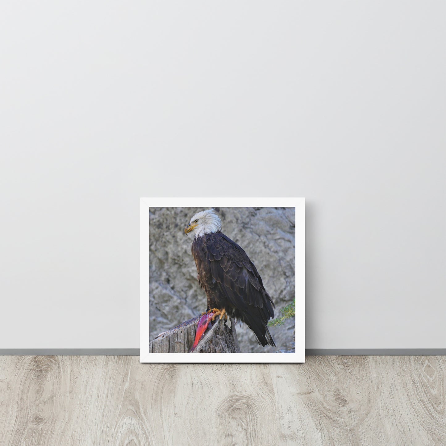 Bald Eagle Framed poster