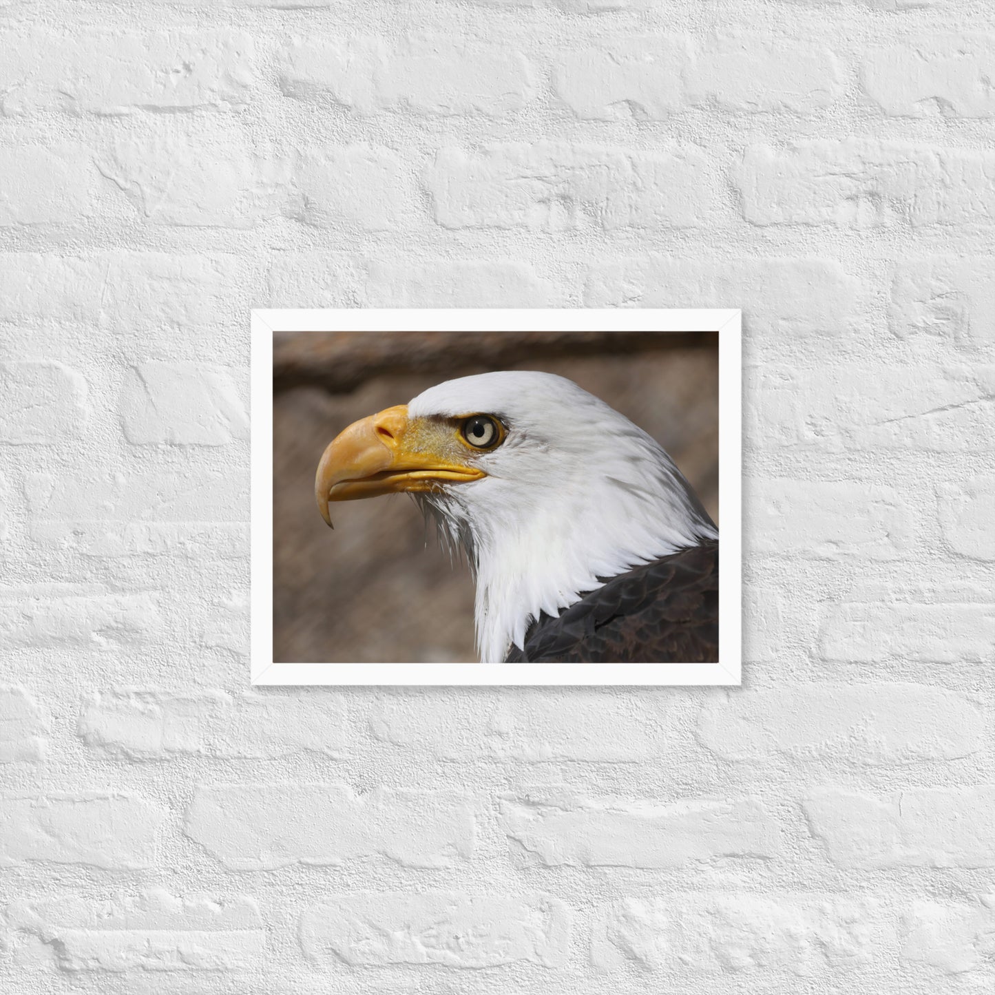 bald eagle framed poster