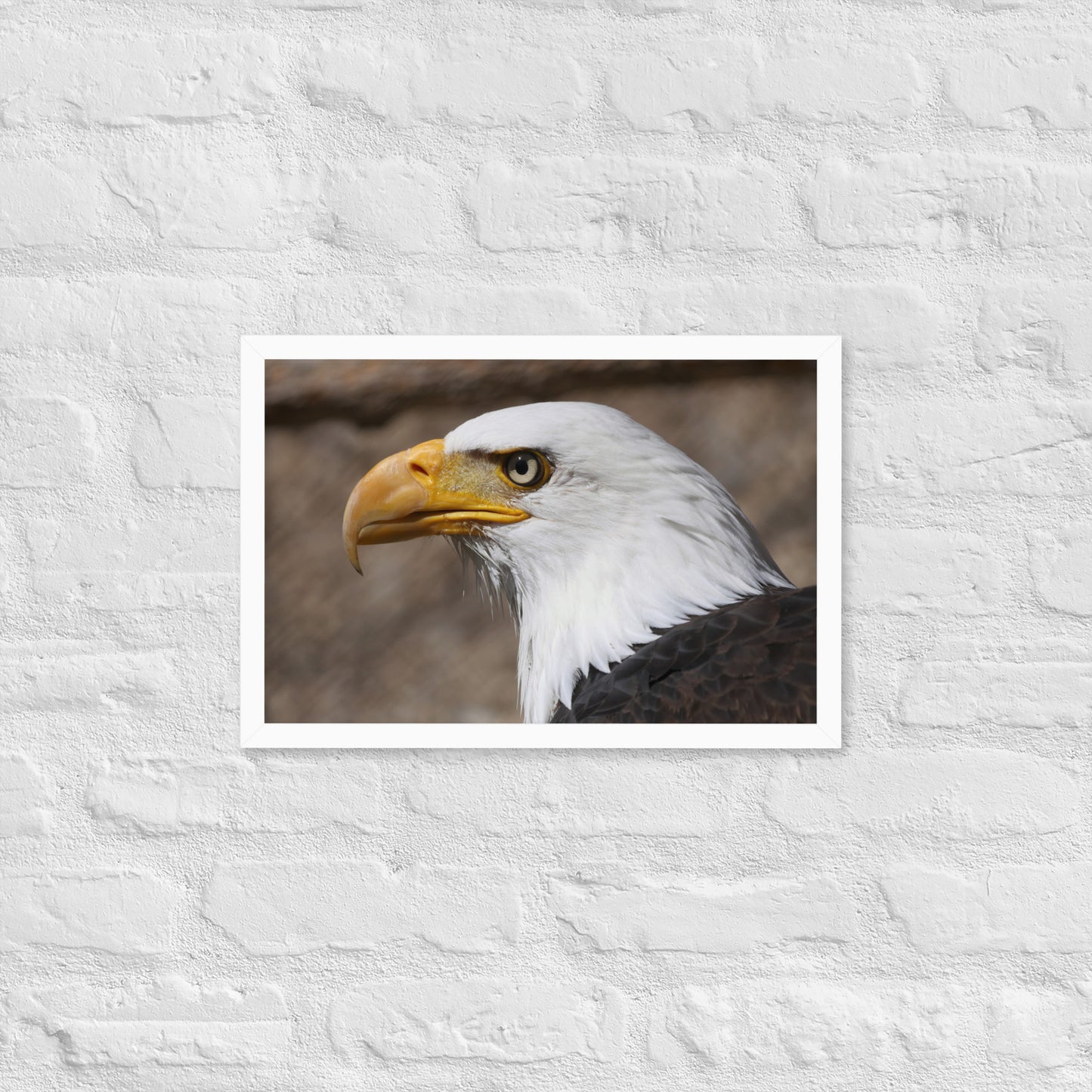 bald eagle framed poster