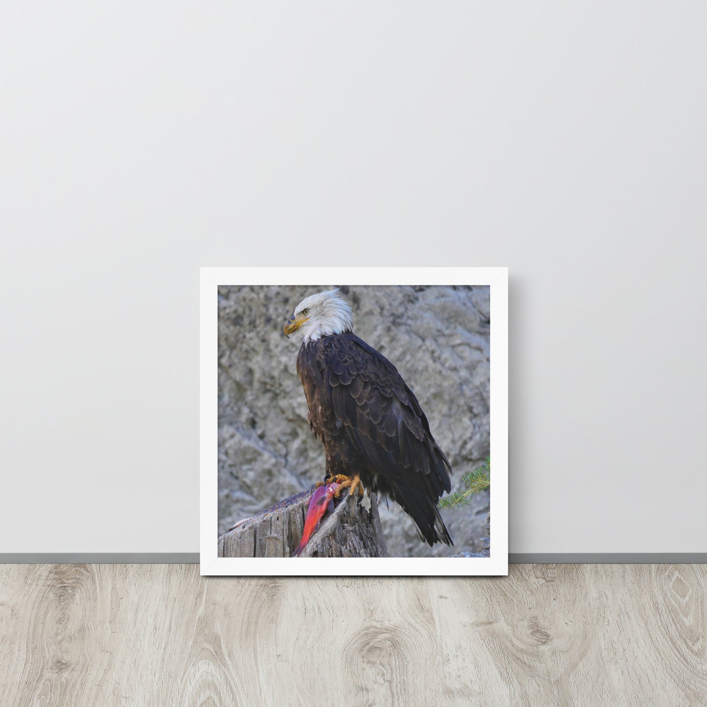 Bald Eagle Framed poster