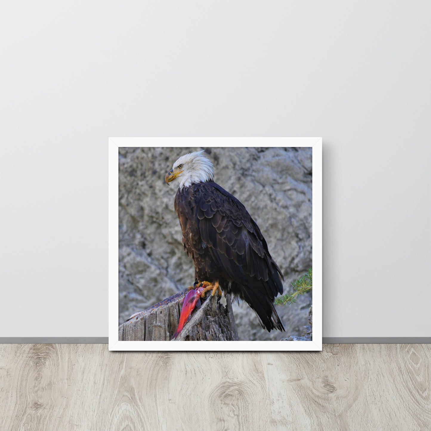 Bald Eagle Framed poster