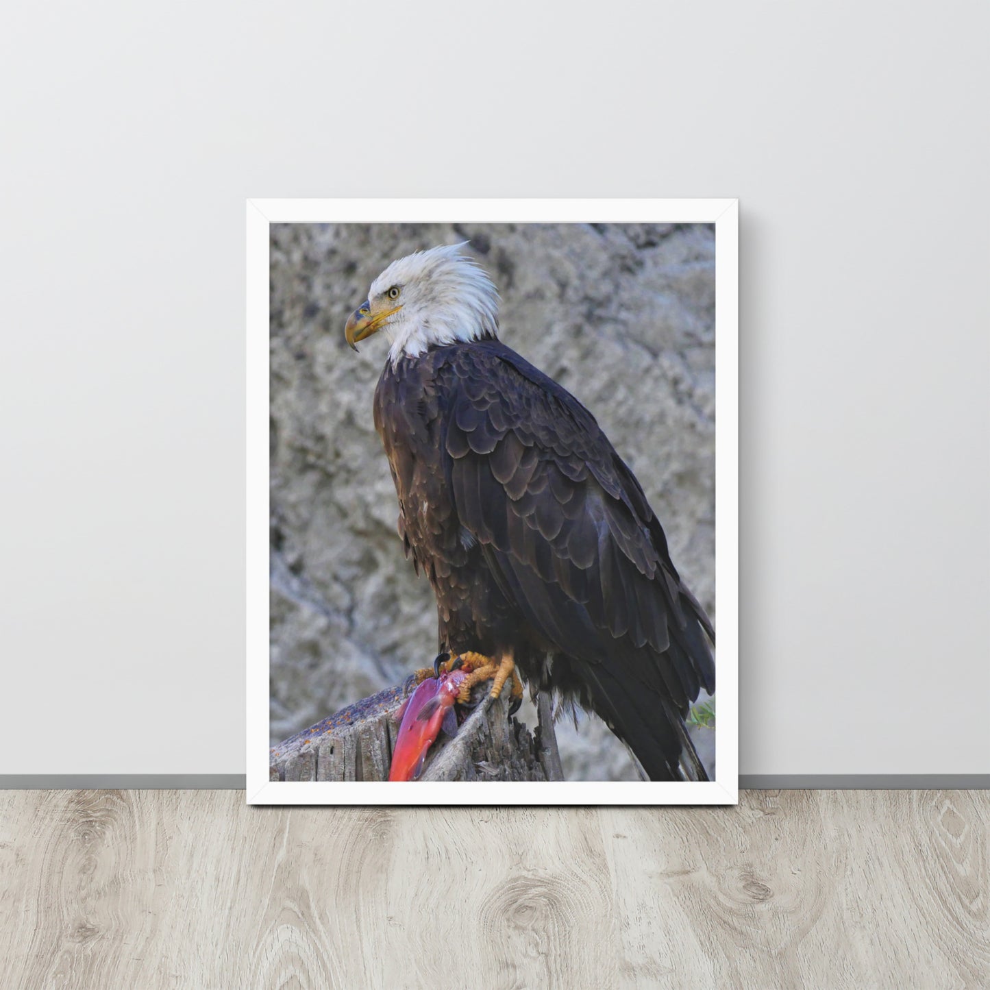 Bald Eagle Framed poster