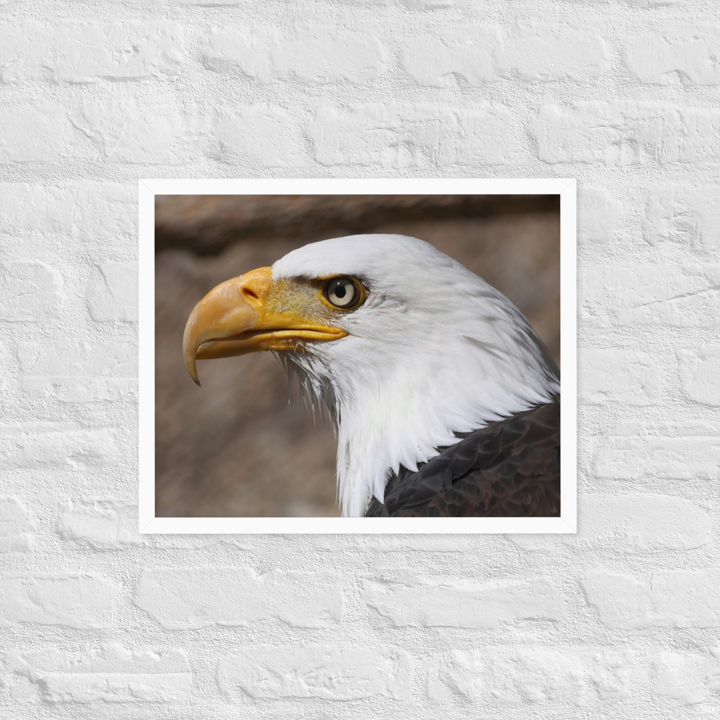 bald eagle framed poster