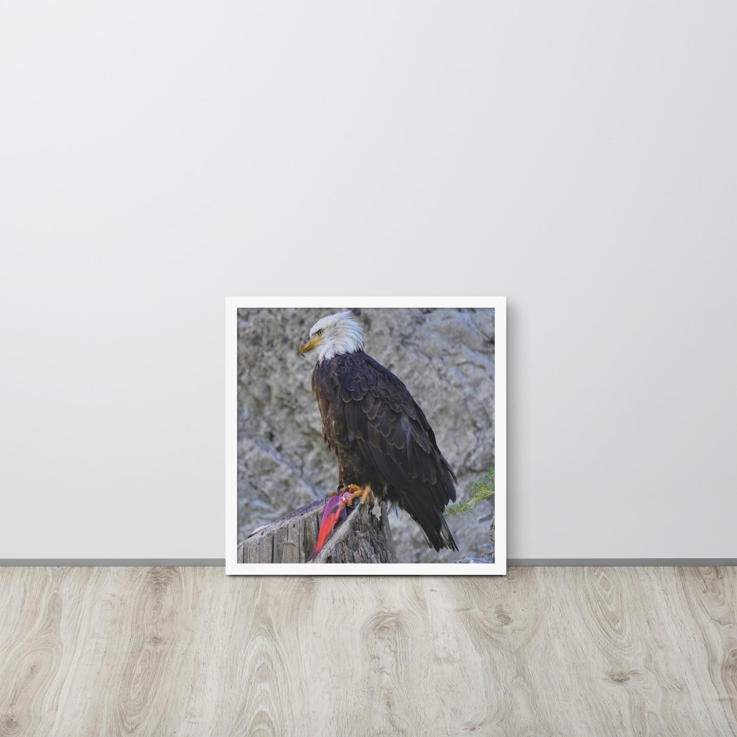 Bald Eagle Framed poster