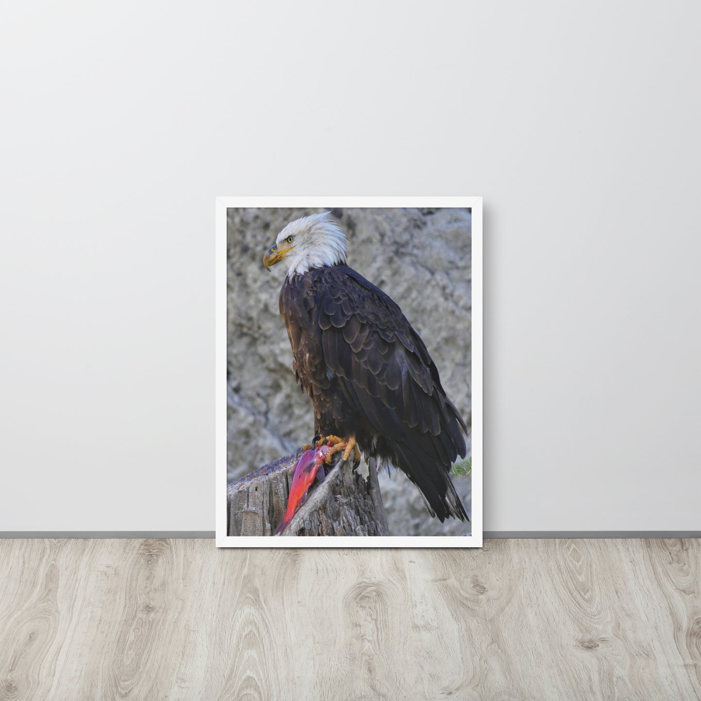 Bald Eagle Framed poster