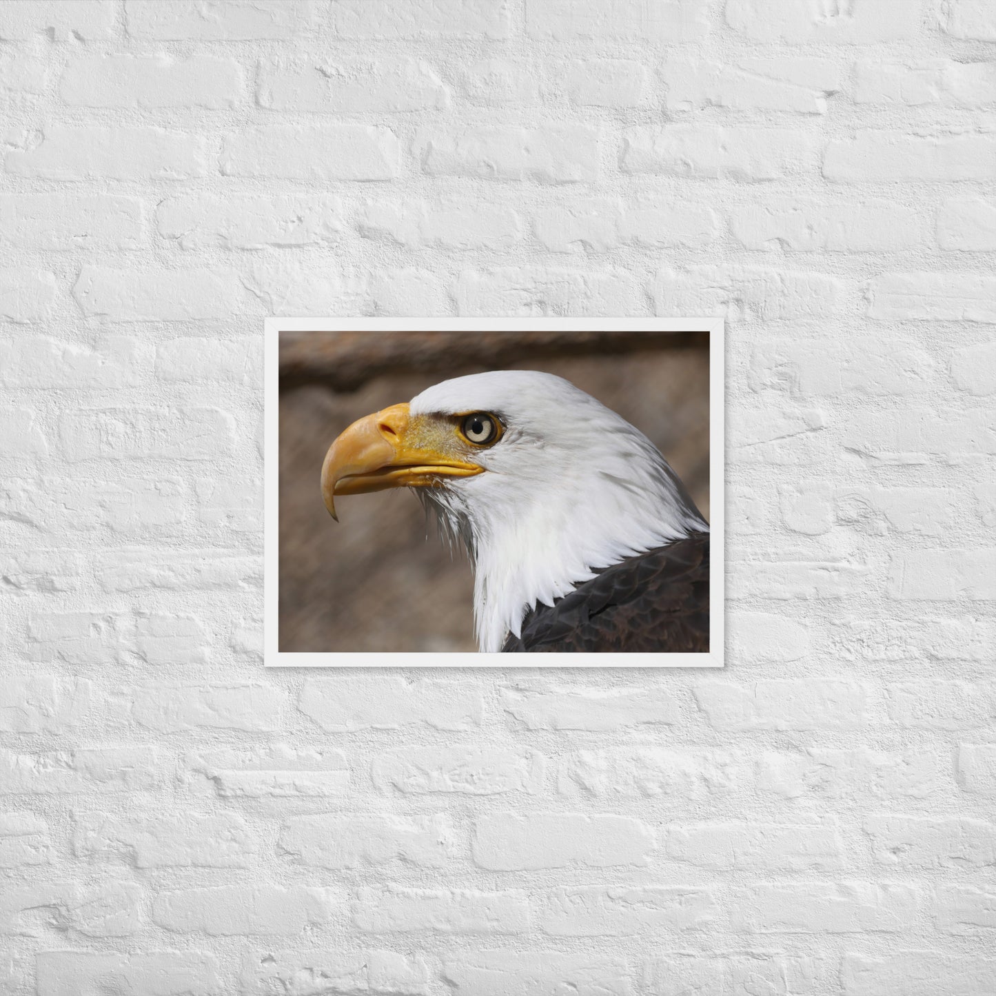 bald eagle framed poster