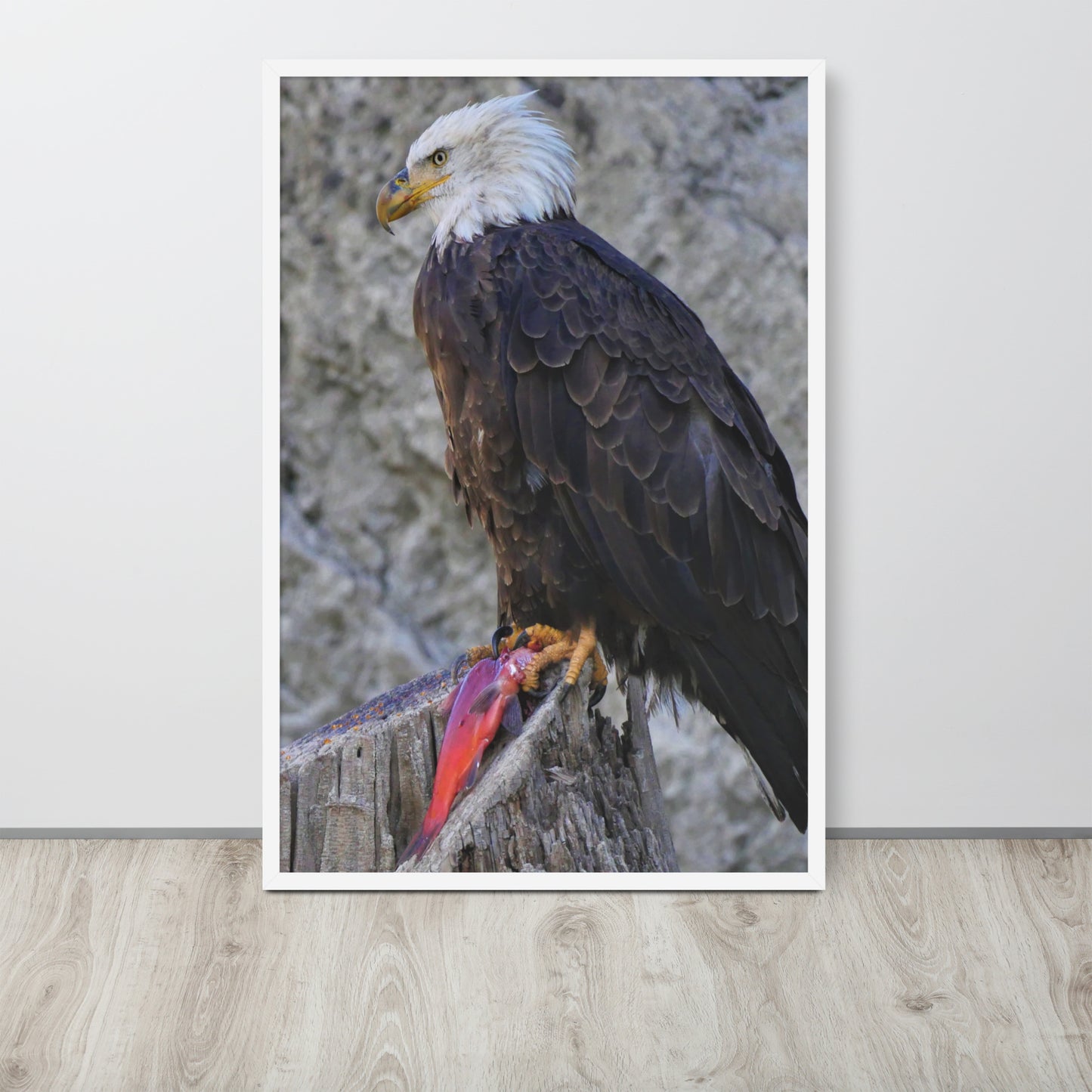 Bald Eagle Framed poster