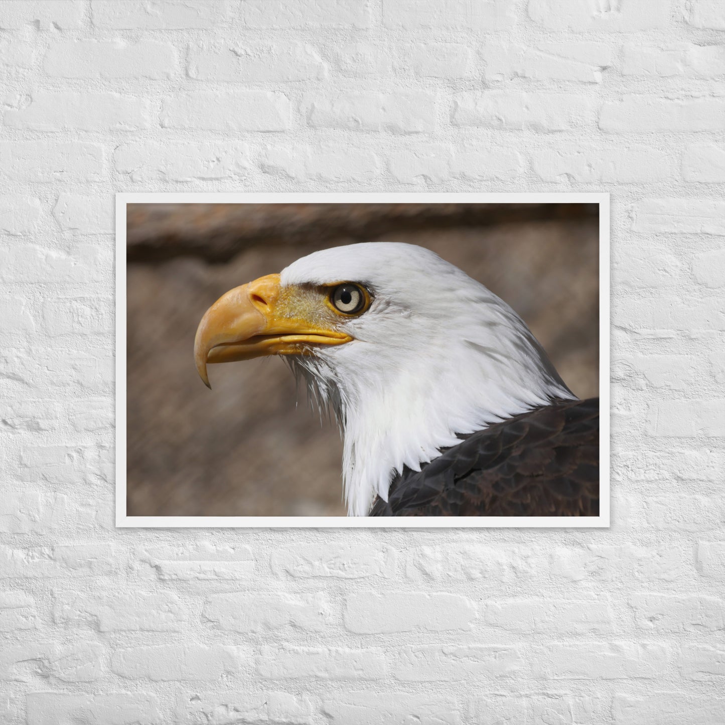 bald eagle framed poster
