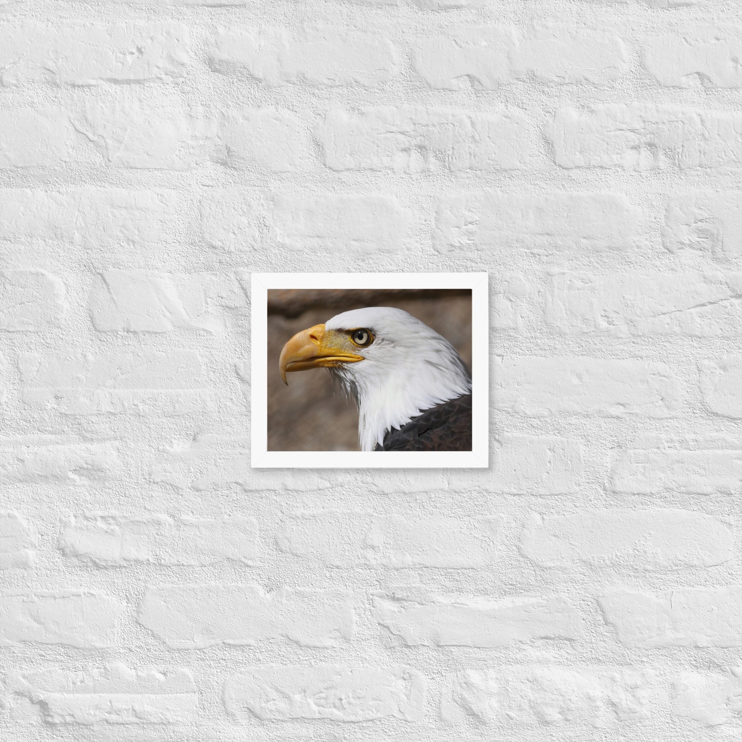 bald eagle framed poster