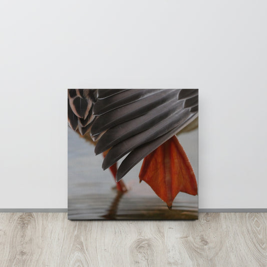 Duck Canvas